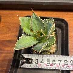 アガベ　チタノタ　剣竜　子株①の画像