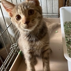 キジトラ男の子②里親募集中！