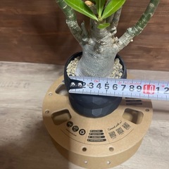 アデニウム　パキポディウム　2株セット　塊根植物　観葉植物