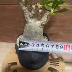 アデニウム　パキポディウム　2株セット　塊根植物　観葉植物の画像