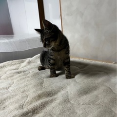 超活発で天真爛漫な子猫女の子です👧 - 由布市
