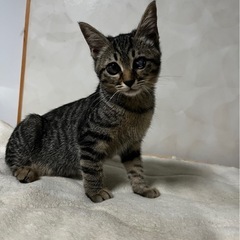 超活発で天真爛漫な子猫女の子です👧