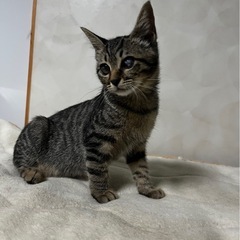 超活発で天真爛漫な子猫女の子です👧 − 大分県