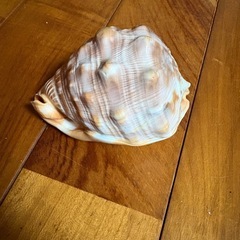 マンボウガイの画像