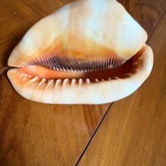 マンボウガイの画像