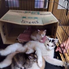 お母さん猫の里親様募集