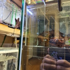 GEX 90スリム オーバーフロー 水槽の画像