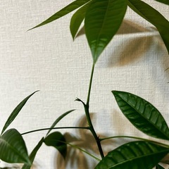 パキラ🪴観葉植物の画像