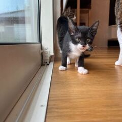 1ヶ月半の子猫