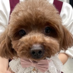 トイプードル　4歳　女の子