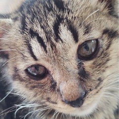キジ野良子猫保護