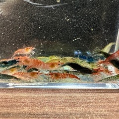 【決定済】🐠チェリーシュリンプMIX ±1〜1.5㎝ 1匹40円 ウィローモス付き 在庫50匹以上 No.02の画像