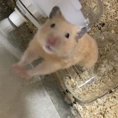 里親探しております。ゴールデンハムスター　女の子