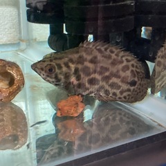 レオパードクテノポマの画像