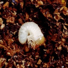 カブトムシ幼虫＆卵セットの画像