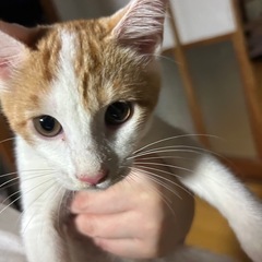 子猫の里親募集中😊