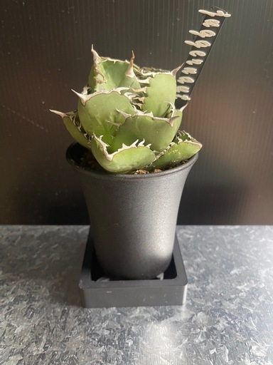 アガベ　チタノタ　ジャガーノート