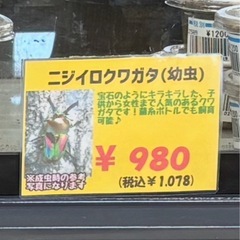 【歩く宝石✨】ニジイロクワガタ（幼虫）の画像