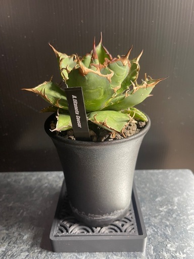 アガベ　チタノタ　シーザー