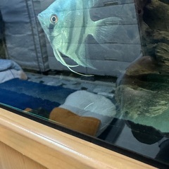 熱帯魚エンゼル2匹の画像