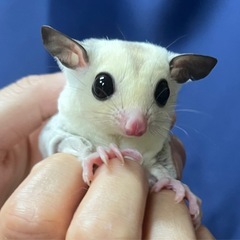 フクロモモンガ プラチナモザイクホワイトフェイスpossク…