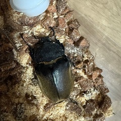 エレファスゾウカブト　成虫　ペアの画像