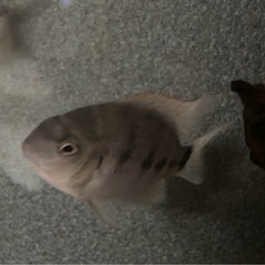 水槽　熱帯魚　シクラソマ　ヴィエジャ　アルゲンティアの画像