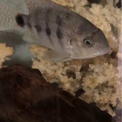 水槽　熱帯魚　シクラソマ　ヴィエジャ　アルゲンティアの画像