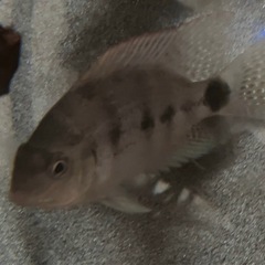水槽　熱帯魚　シクラソマ　ヴィエジャ　アルゲンティアの画像