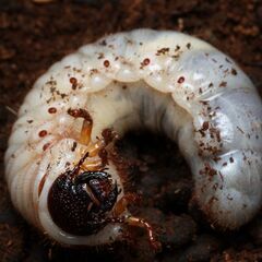 国産カブトムシ 幼虫 25年産 ③の画像