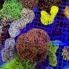《海水魚・サンゴ・イソギンチャク出張引き取りサービス》