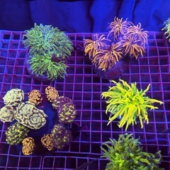 【卸売・業販】サンゴ・海水魚・イソギンチャク・機材｜新規受…