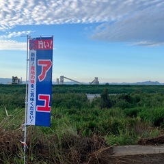 九頭竜川中部漁協組合員による落ち鮎直売会@新幹線下流右岸2025 − 福井県