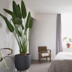 大きいオーガスタ　観葉植物を譲ってください