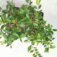 盆栽アデクーの画像