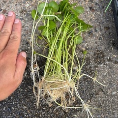 水草 セット販売の画像