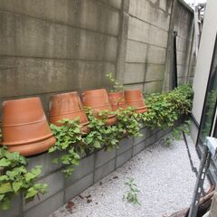 植木鉢 大きめ 20個くらい おまとめセットの画像