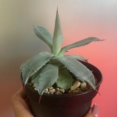 アガベ植物の画像