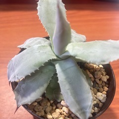 アガベ植物の画像