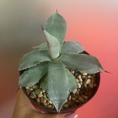 アガベ植物の画像