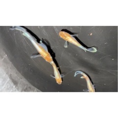 菊間メダカ様直径　朱光菊リアルロングフィン　おまけあり‼️ の画像