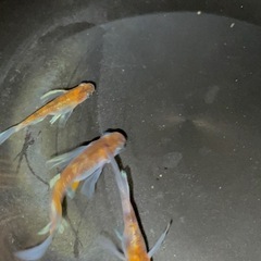 菊間メダカ様直径　朱光菊リアルロングフィン　おまけあり‼️ の画像