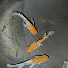 菊間メダカ様直径　朱光菊リアルロングフィン　おまけあり‼️ の画像