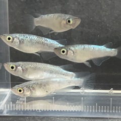 メダカ ネプチューン雄1雌4の画像