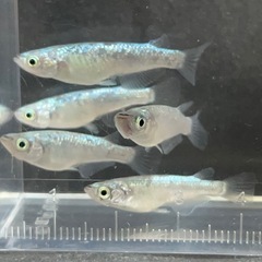 メダカ ネプチューン雄1雌4の画像