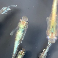 メダカ　エメキン　10匹+αの画像