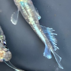 メダカ　エメキン　10匹+αの画像