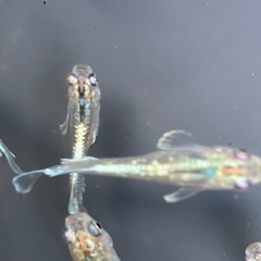 メダカ　エメキン　10匹+αの画像