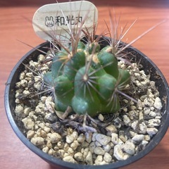 サボテン　和光丸の画像