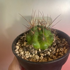 サボテン　和光丸の画像